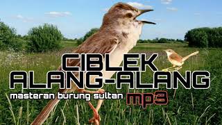 Download lagu CIBLEK ALANG-ALANG NGEBREM || masteran burung sultan || mp3 mp3