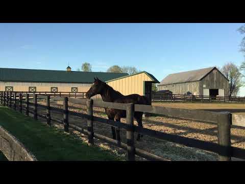 War Emblem April 16 2019