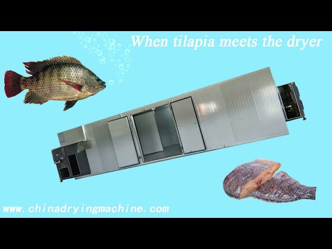 When tilapia / fish meets the drying machine
