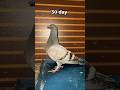 Pigeon baby growth 1 to 60 day  #growth  #pigeon #baby