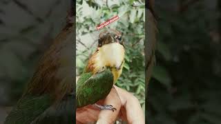 Download lagu Suara Kirik Kirik Senja mp3