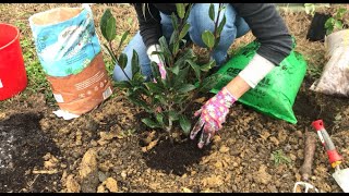 Planting in Clay
