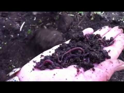 Happy red wigglers in our compost from Keith's Worm Farm