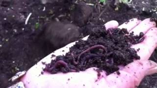 Happy red wigglers in our compost from Keith's Worm Farm