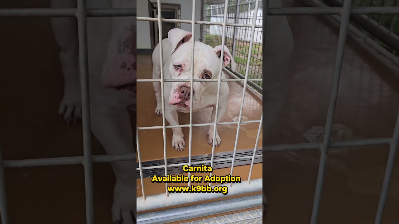 Enlarge Carnita, a Adoptable English Bulldog in Hinesville, GA video 6/6