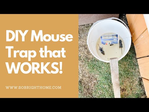 Part of a video titled DIY Mouse Trap that WORKS!! - YouTube