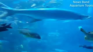 Aquarium Tours Travel and Discover 5 : Observe in the Sea