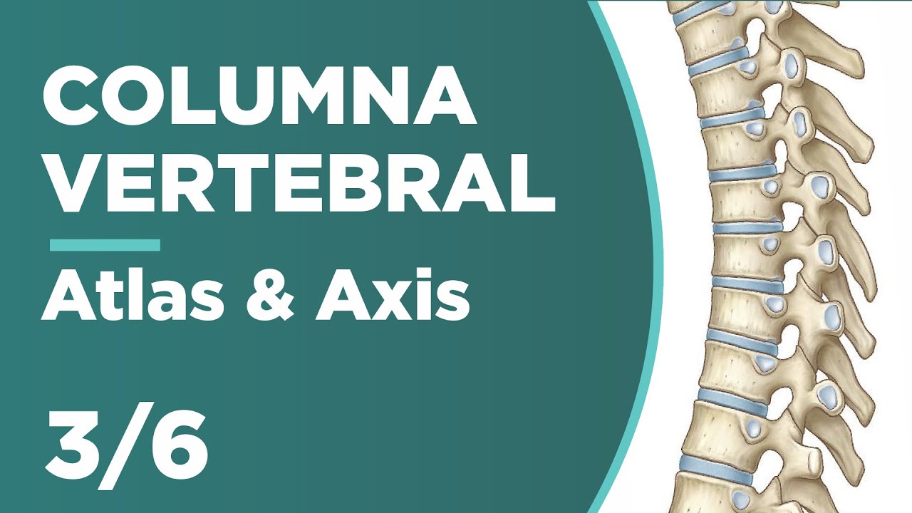 COLUMNA VERTEBRAL 3/6 Atlas y Axis (C1 y C2)