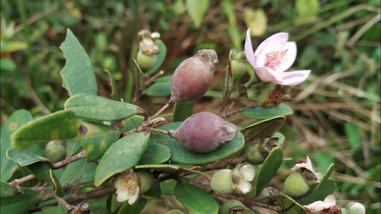Rhodomyrtus tomentosa - Kemunting fruit is a popular Dayak snack - YouTube
