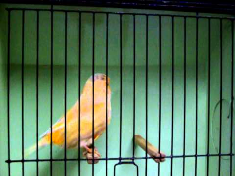 Norwich Canary Bred BY Champion breeder Mrs M Moore