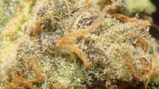 09 - Long Beach Dub Allstars - Wonder Dub II - Grass Cloud