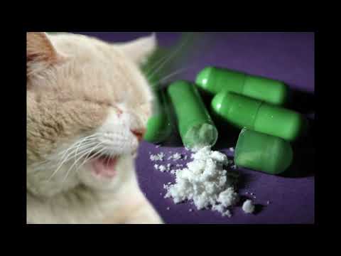 Airi Yaminahua -  Modular city