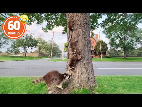 HILARIOUS Baby Raccoons 😂| 1 HOUR of FUNNY Pet Shorts