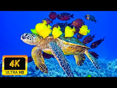 3 Hour Of 4K Underwater Wonders + Relaxing Music - Coral Reefs | The Best 4K Aquarium 🐠