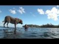 Bill Hamilton And Sava Surfing Dog Movie
