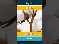 cotton - algodón video thumbnail