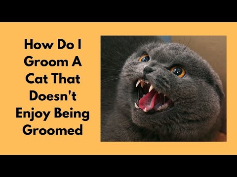 How Do I Groom A Cat That Doesn't Enjoy Being Groomed @lovecatsgroomer
