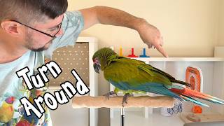 How to Teach Parrot Turn-Around Trick - Great Green Macaw
