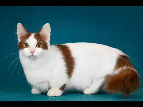 beautiful cat # catlover