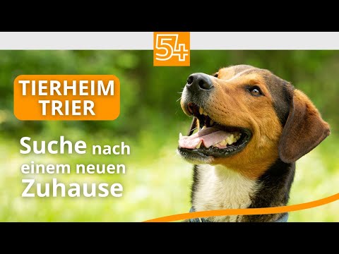 Tierheim Trier: Viele Tiere, wenig Platz