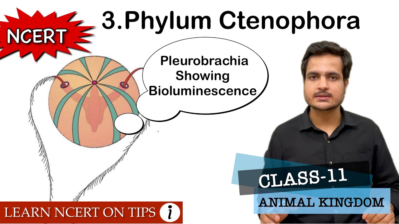 Phylum Ctenophora | Animal Kingdom | Class-11 Bio NCERT | On Tips | Mnemonics Inside the video🔥🔥