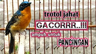 Download lagu pancingan tledekan gunung trotol gacor mp3