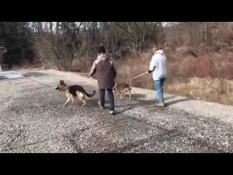 Chief, an adopted German Shepherd Dog & Collie Mix in Kittanning, PA_image-1