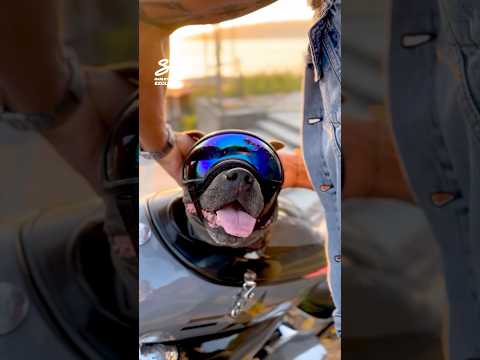Staffy Riding Motorbike with Owner! 🥺 #dogs #motorbikes #cute