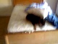Naughty Feather Pillow Dog