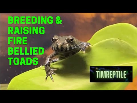 Breeding and raising of Oriental Fire Bellied Toads Bombina orientalis
