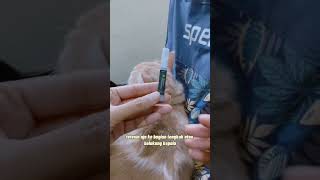 Download lagu Cara Pakai Obat Tetes Kutu Kucing Ternyata Gampang Banget #shorts #kucing #cat #obatkucing #cats mp3 Download lagu Cara Pakai Obat Tetes Kutu Kucing Ternyata Gampang Banget #shorts #kucing #cat #obatkucing #cats mp3