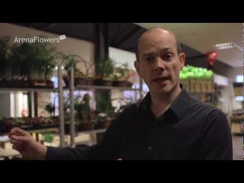 A Whistlestop Tour of Arena Flowers