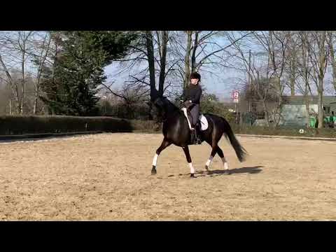 Ausdrucksstarke Stute für Damen oder Nachwuchsreiter