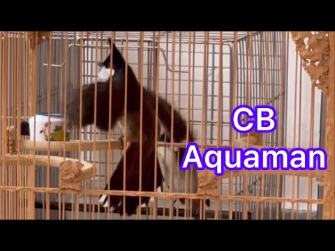 Chiến binh Aquaman của anh pháp euros đã lấy nhiều xe máy và xe SH @thegioichaomao1.-_