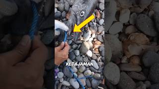 Download lagu Beginilah tajamnya gigi ikan barakuda😱 mp3 Download lagu Beginilah tajamnya gigi ikan barakuda😱 mp3