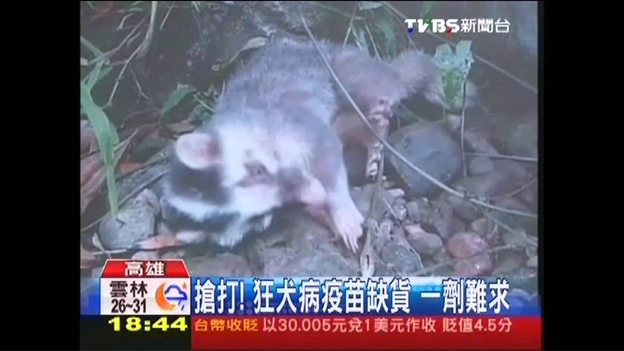 〈獨家〉搶打!狂犬病疫苗缺貨 一劑難求