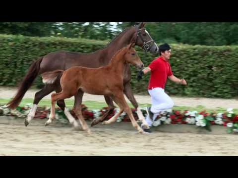 53 Einslive Hengst v. Escolar - Vitalis