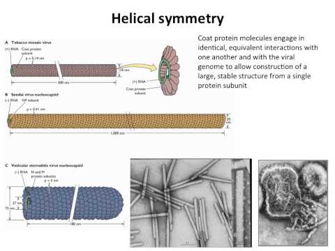 Virology 2013 Lecture #4 - Structure of viruses