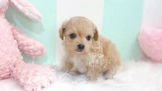 ハーフ犬の動画01