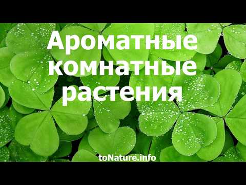 Ароматные комнатные растения. Топ список