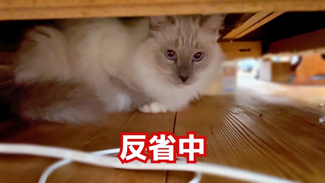 【猫兄妹ケンカ】ついに、怒られちゃいました・・