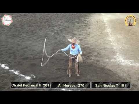 All Horses Maquina 501