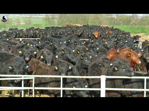 How Australian Farmer Raises Millions of Beef Cows This Way
