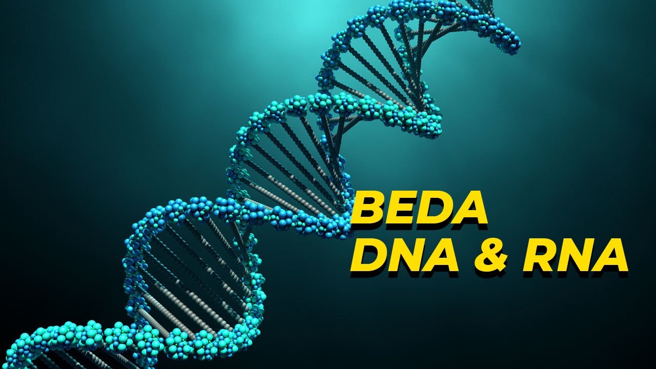 Perbedaan DNA dan RNA dalam Genetika | Biologi