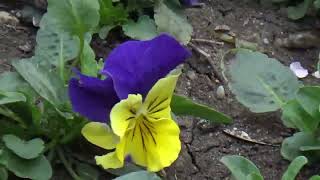 Mark Knopfler, Chet Atkins, Just one time, 3fold, Lyrics in description