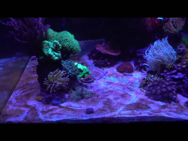 Is Walmart RO Water good enogh for reef tank?  TDS meter test result!