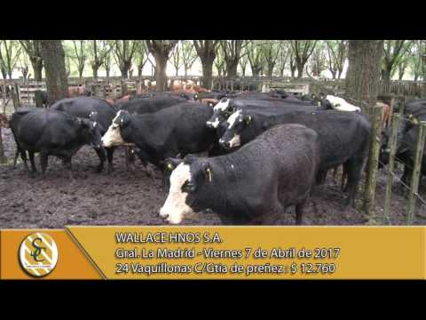 07-04-17 Venta de Vientres - Wallace Hnos S.A. - General La Madrid.