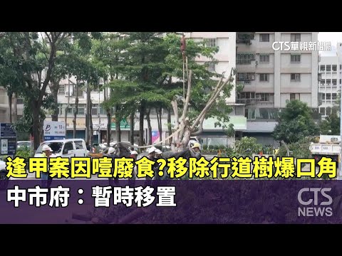 逢甲案因噎廢食？移除行道樹爆口角　中市府：暫時移置