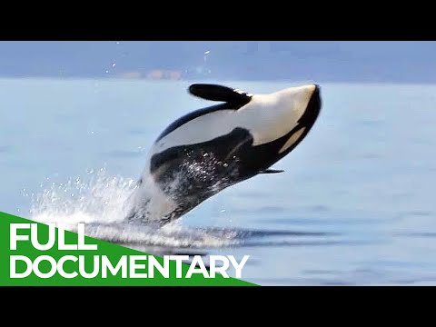 The Fight to Save Cascadia's Orcas