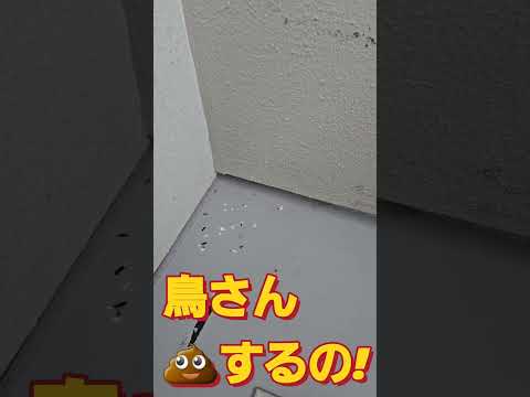 鳥の糞からテラスを掃除するにはどうすればよいですか？汚れや臭いを取り除くためのヒント  庭園